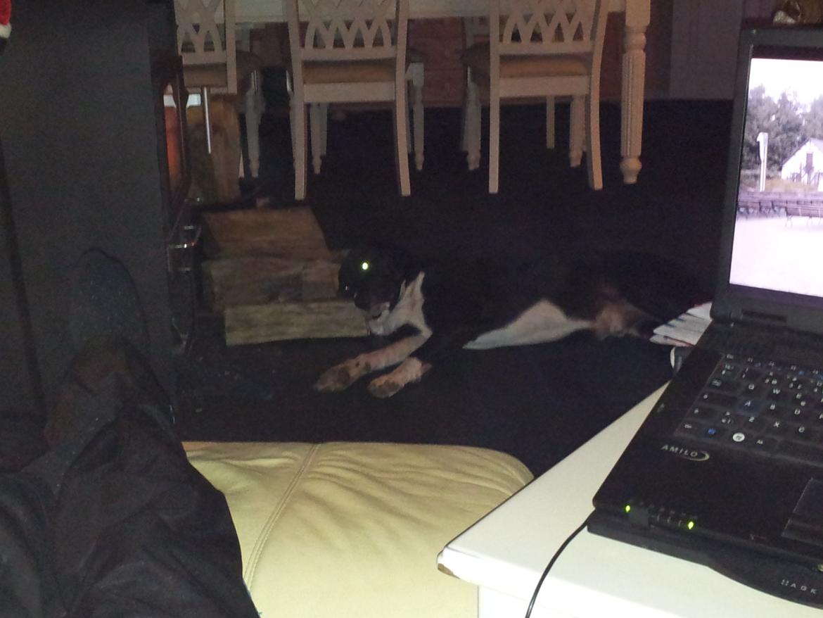 Blanding af racer Basse billede 14