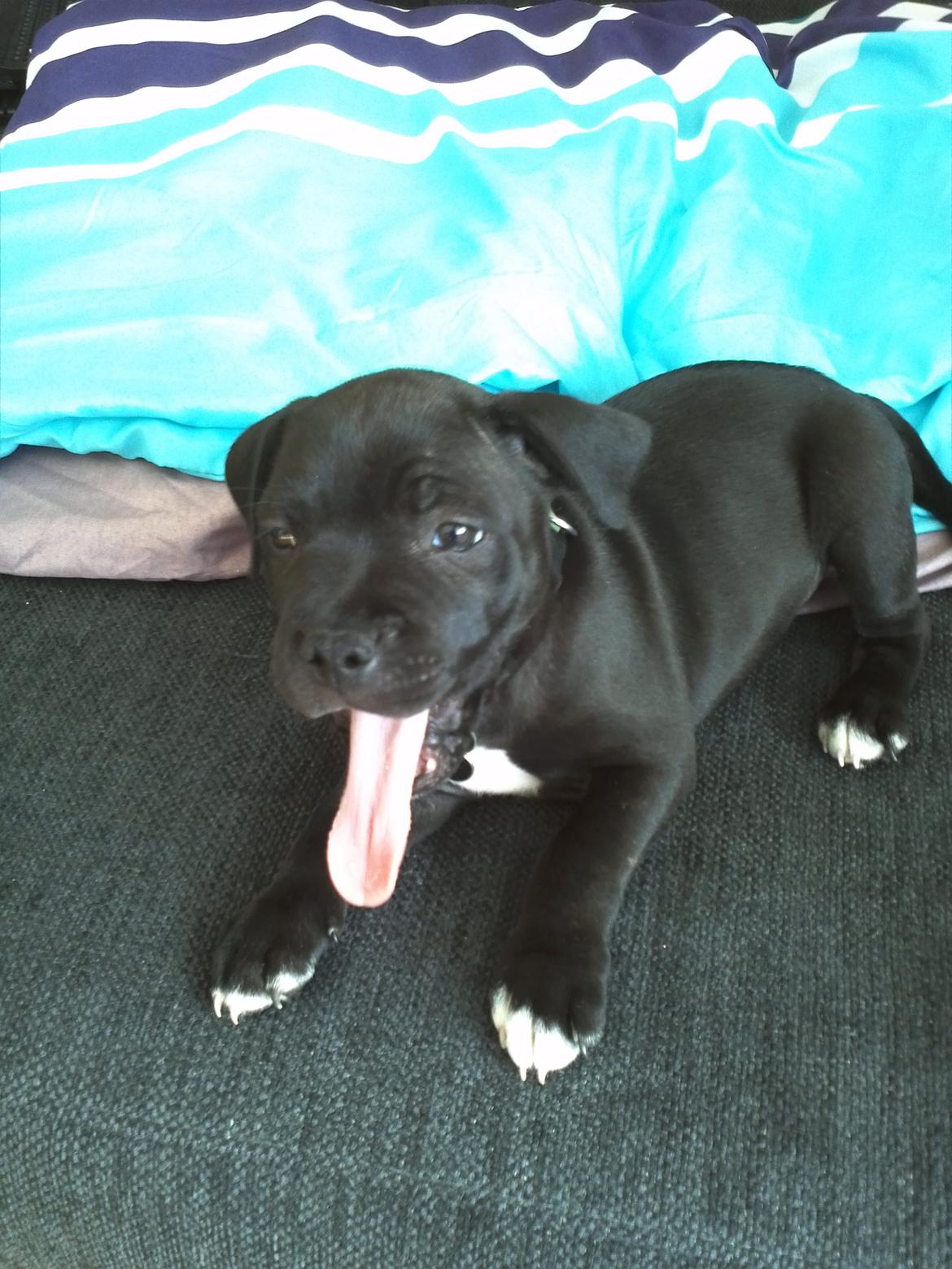 Staffordshire bull terrier Vidar - Gaaaab jeg er træt!! billede 5