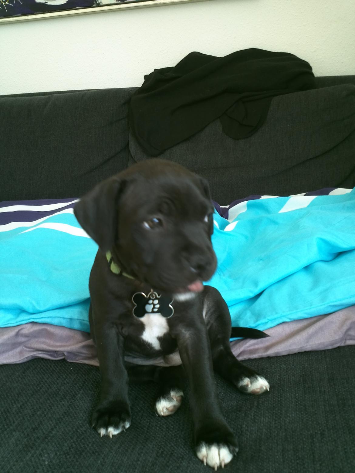 Staffordshire bull terrier Vidar - Er jeg ikke sød ? <3 billede 6