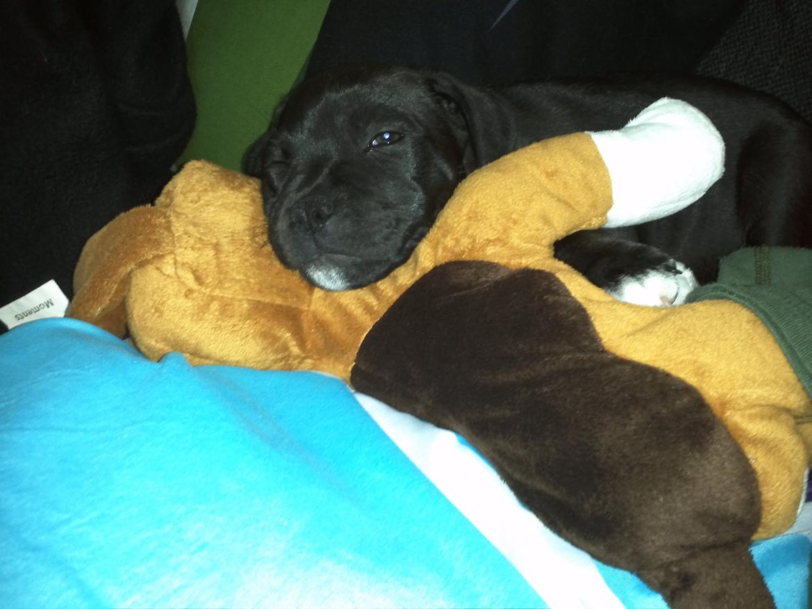 Staffordshire bull terrier Vidar - Putte bamsen, fra min mormor <3 billede 7