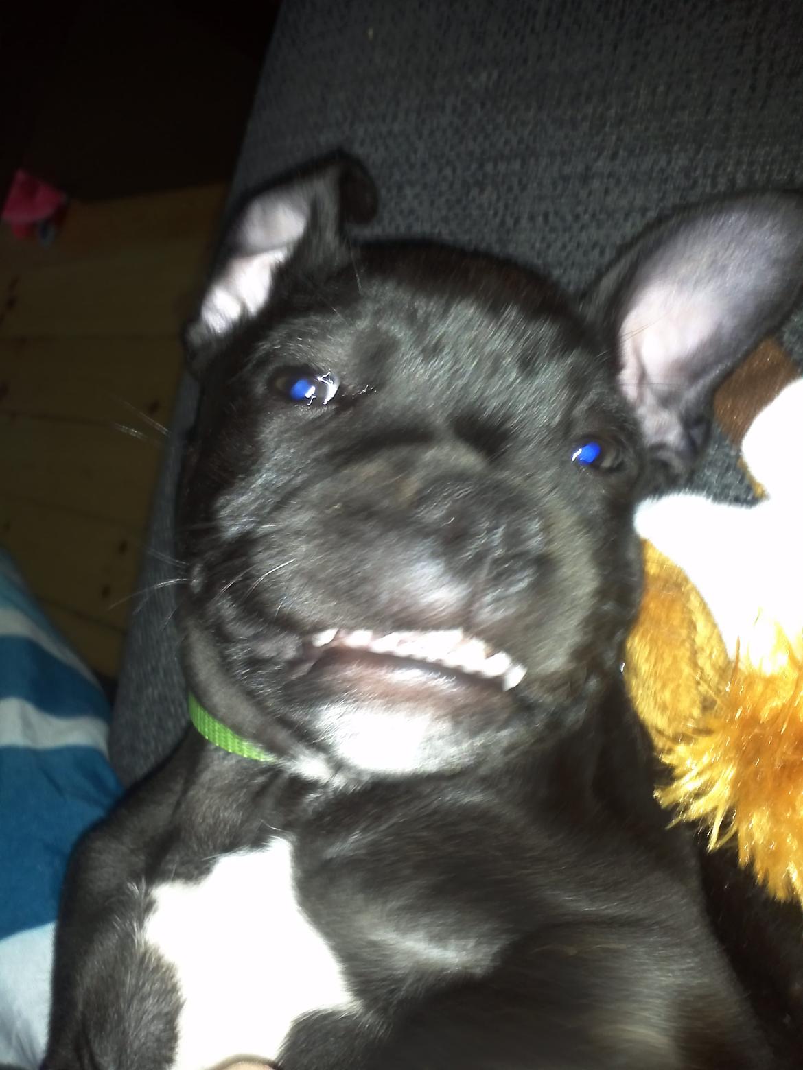 Staffordshire bull terrier Vidar - SMIIIIIL :D <3 billede 8