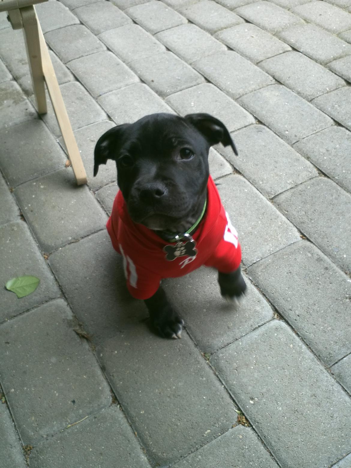 Staffordshire bull terrier Vidar - Klar til Fodbold :) billede 9