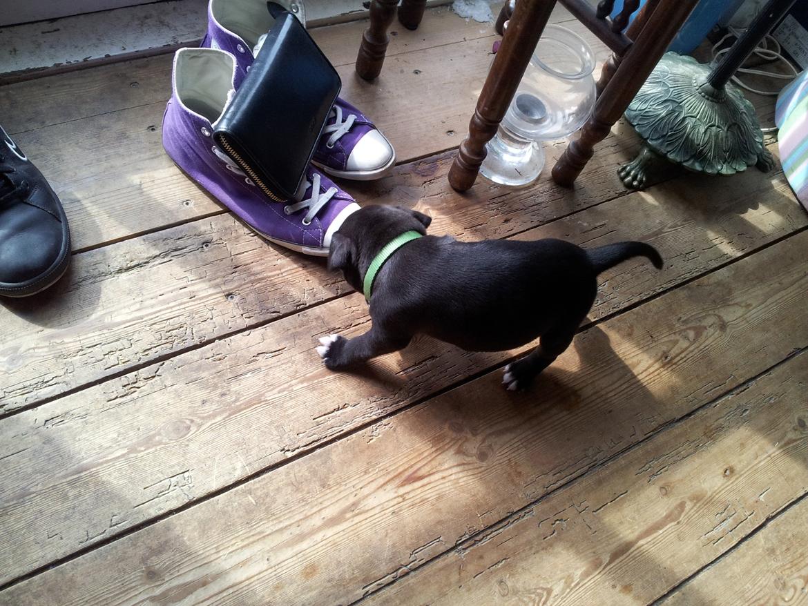 Staffordshire bull terrier Vidar - 5 uger gammel hjemme hos moar <3 billede 1