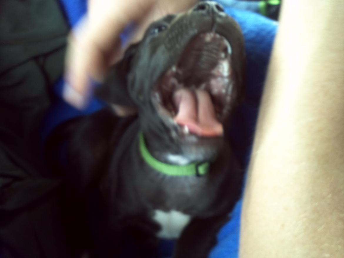 Staffordshire bull terrier Vidar - På turen hjem <3 billede 10
