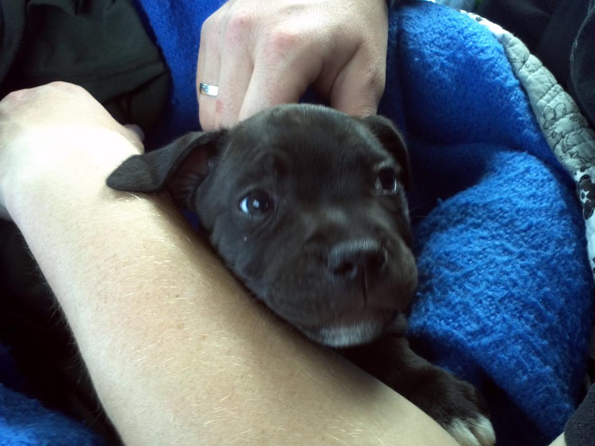 Staffordshire bull terrier Vidar - På vej hjem <3 billede 11