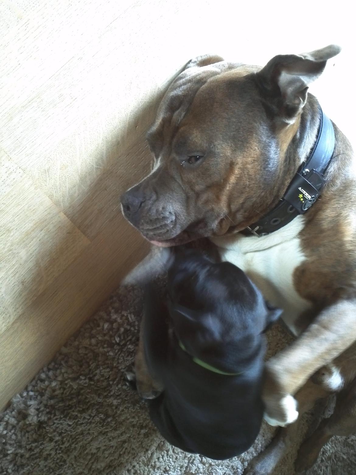 Staffordshire bull terrier Vidar - Vidar og hans fætter Rexo, hygger <3 billede 12