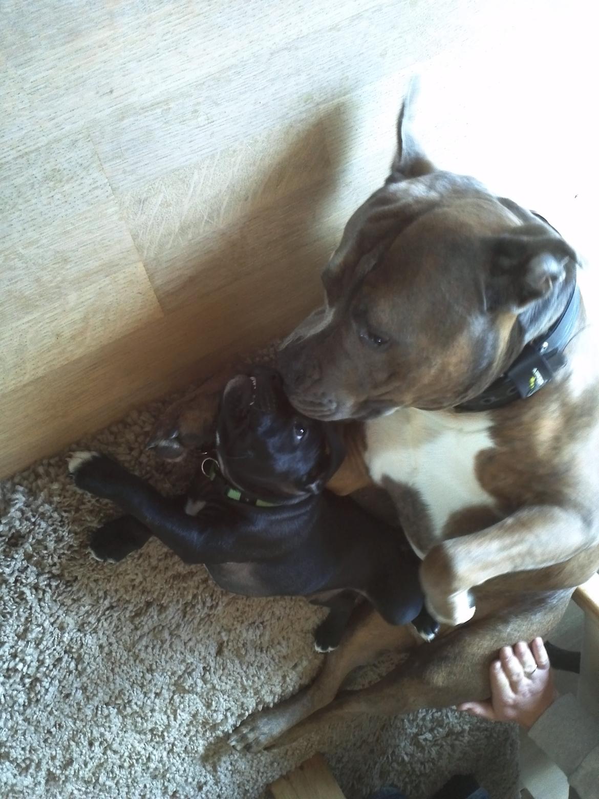 Staffordshire bull terrier Vidar - Vidar og hans fætter Rexo, hygger <3 billede 13