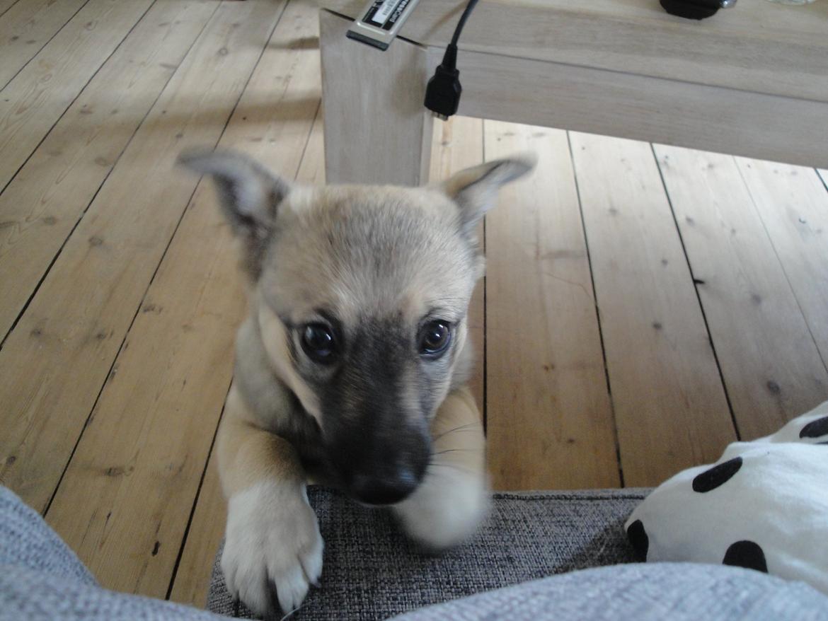 Blanding af racer Aika - Må jeg ikke nok komme op til dig? billede 12