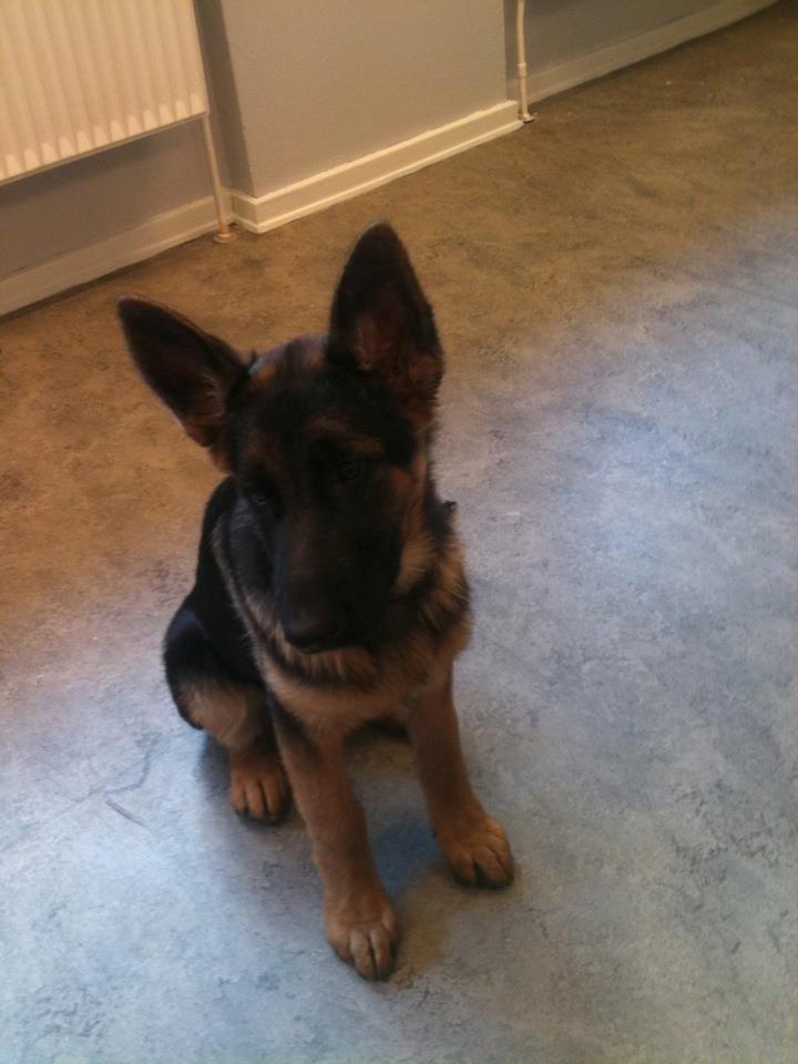 Schæferhund Vennebjergs Ronja billede 1