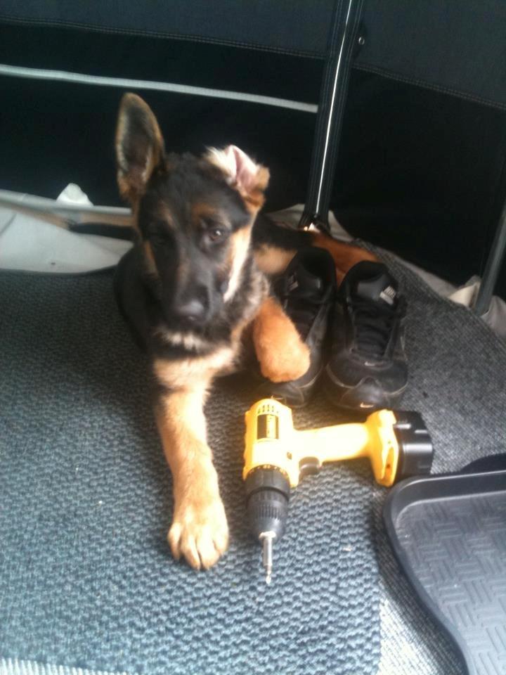 Schæferhund Vennebjergs Ronja billede 2