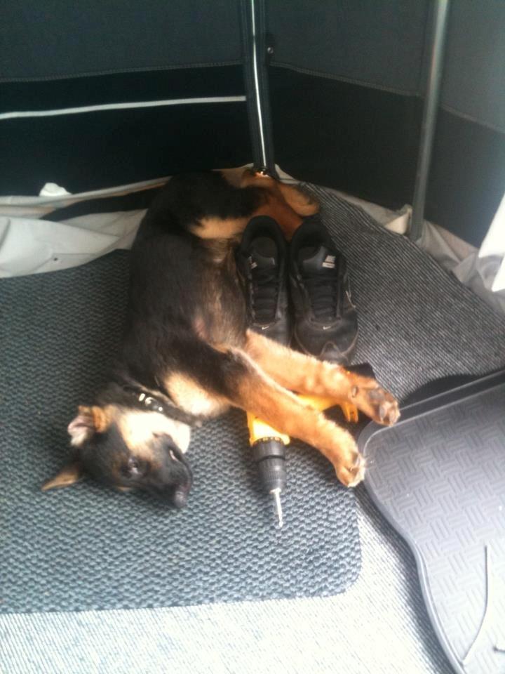 Schæferhund Vennebjergs Ronja billede 3