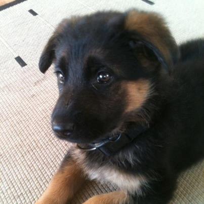 Schæferhund Vennebjergs Ronja billede 5