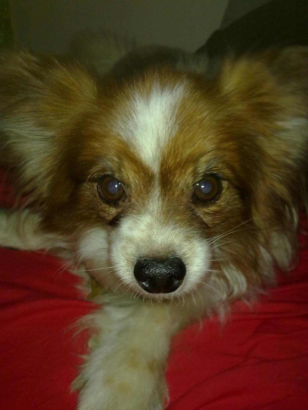 Papillon Gismo<3 billede 1