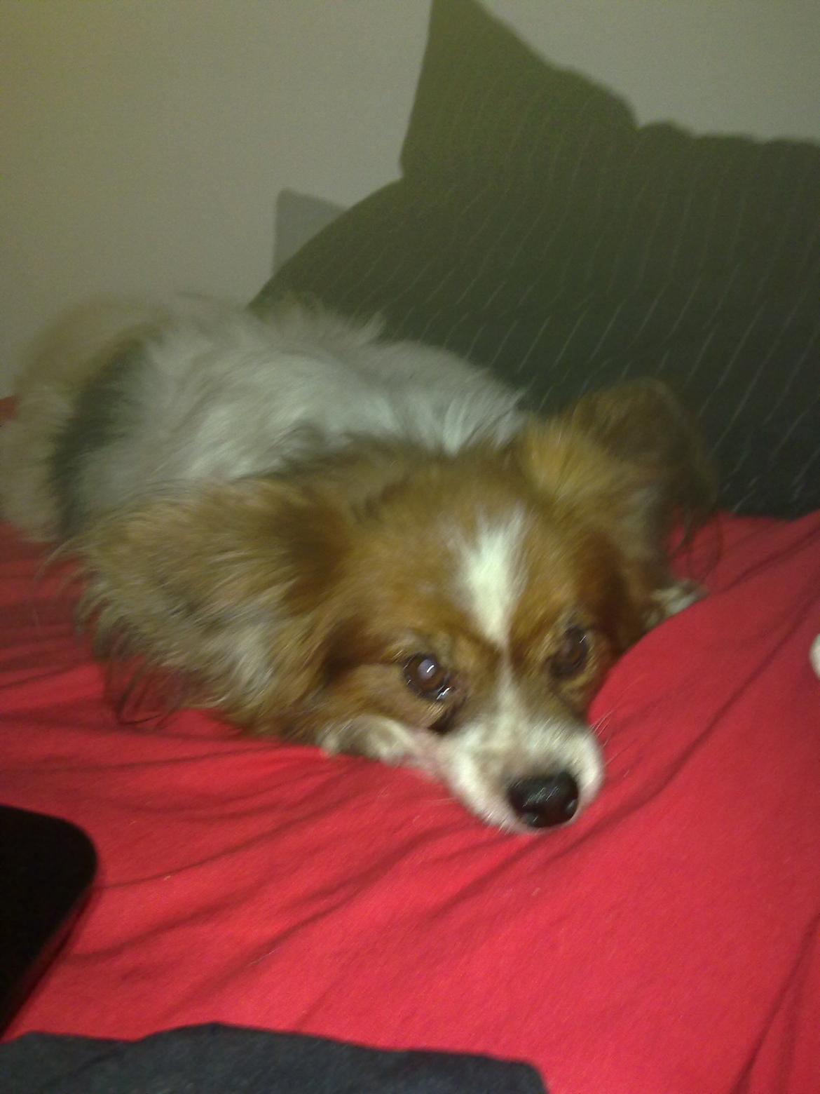 Papillon Gismo<3 billede 2