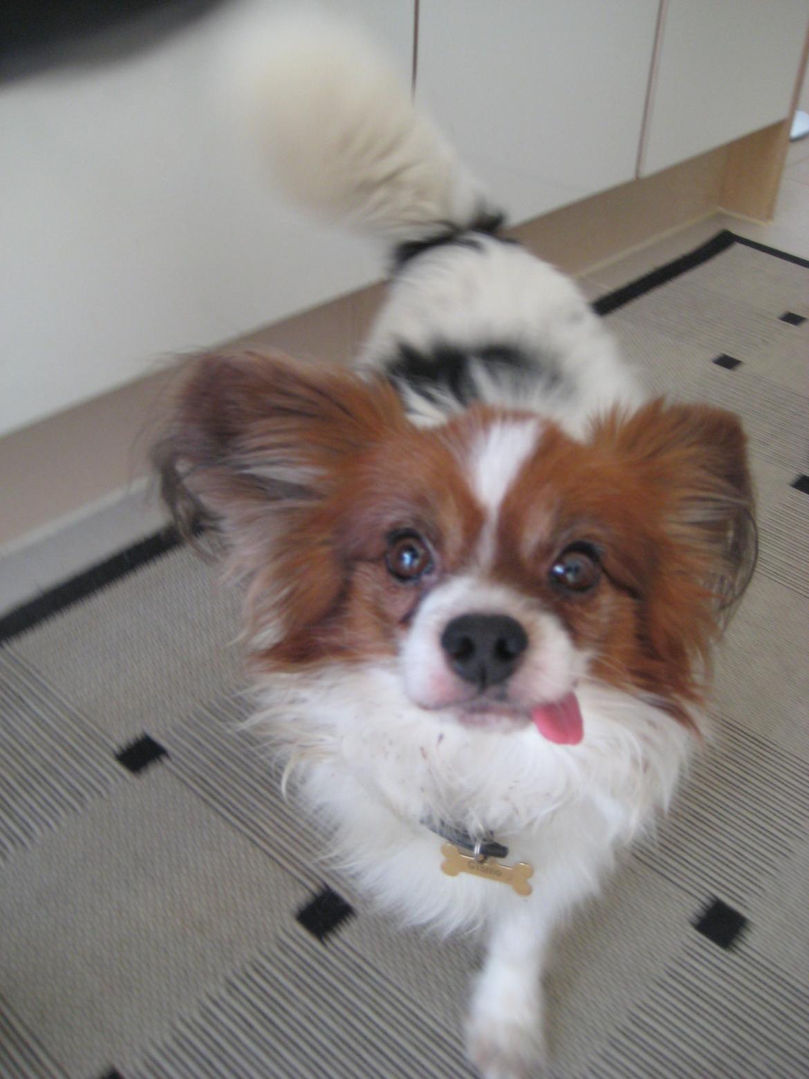 Papillon Gismo<3 billede 3