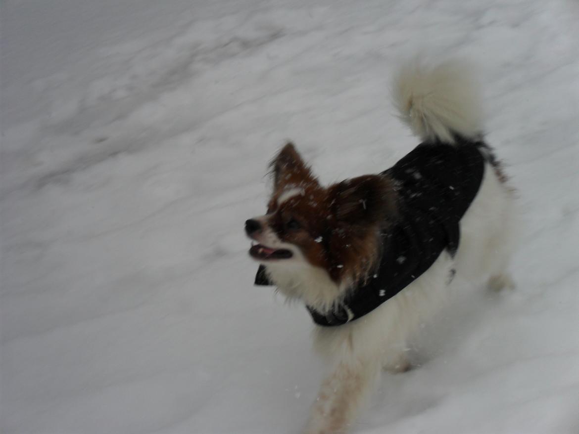 Papillon Gismo<3 billede 4