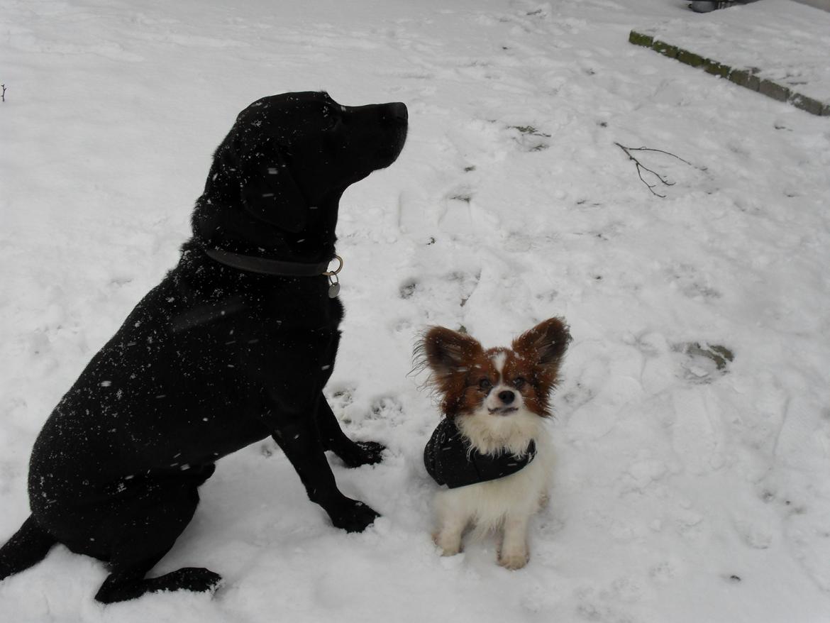 Papillon Gismo<3 billede 5