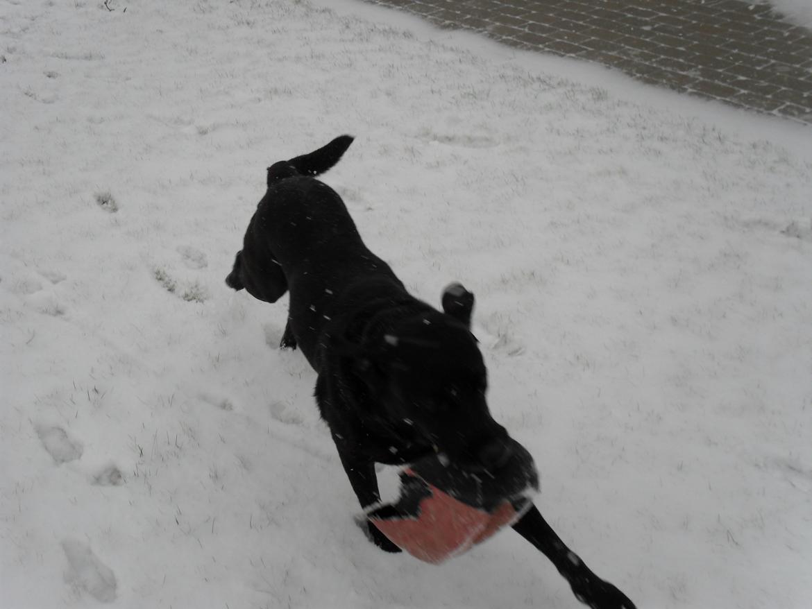 Labrador retriever Zorba! <3 billede 1