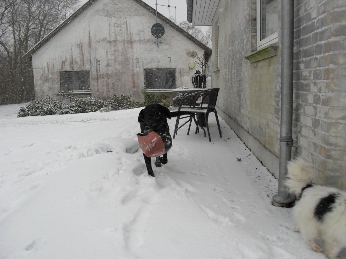 Labrador retriever Zorba! <3 billede 2