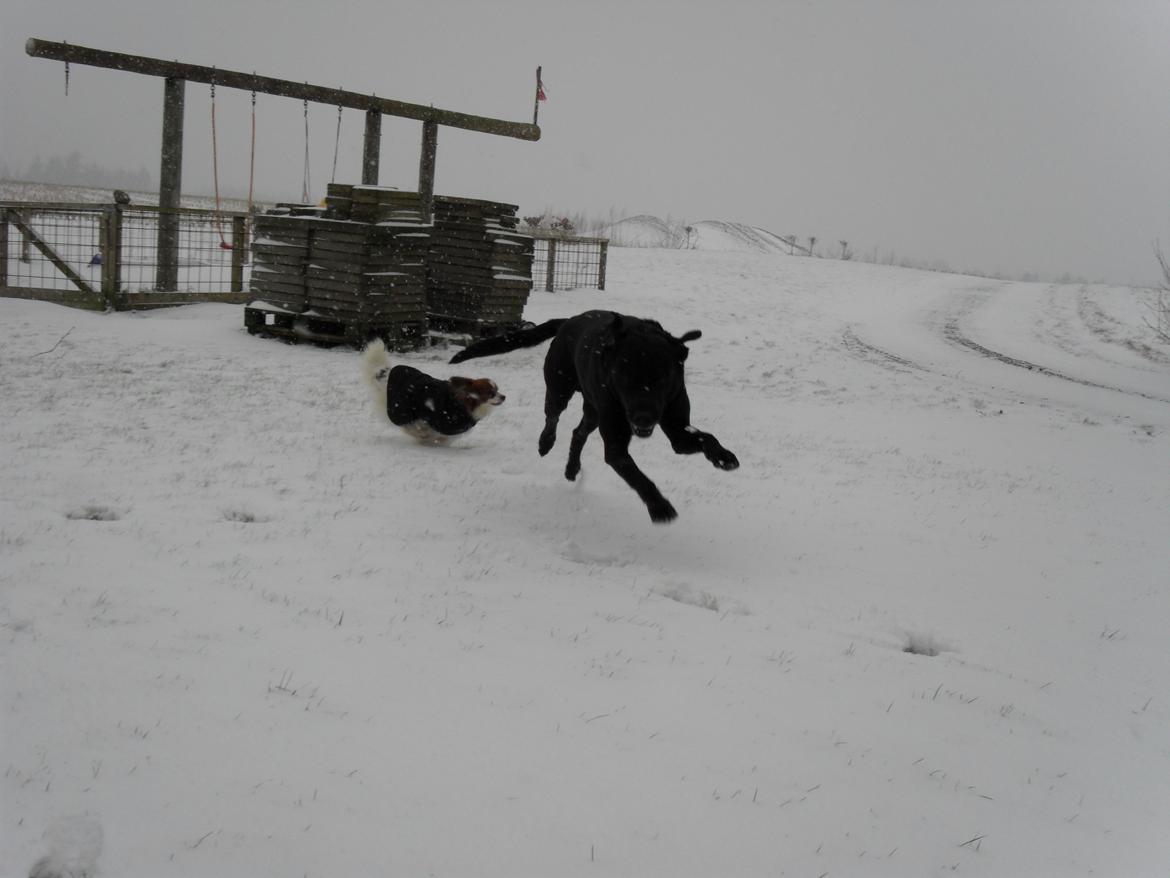 Labrador retriever Zorba! <3 billede 3