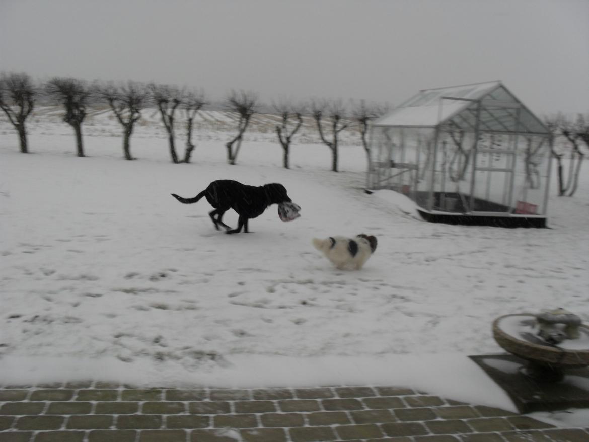 Labrador retriever Zorba! <3 billede 4