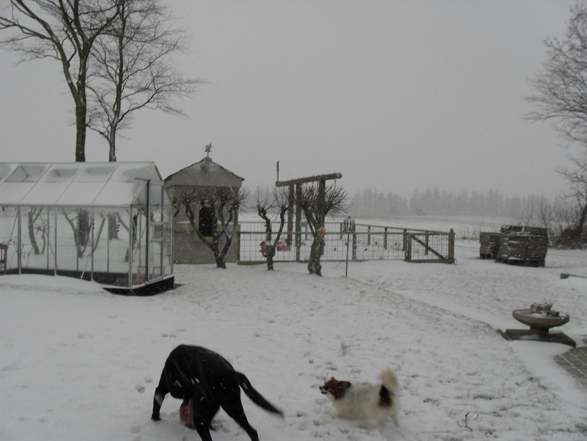 Labrador retriever Zorba! <3 billede 5