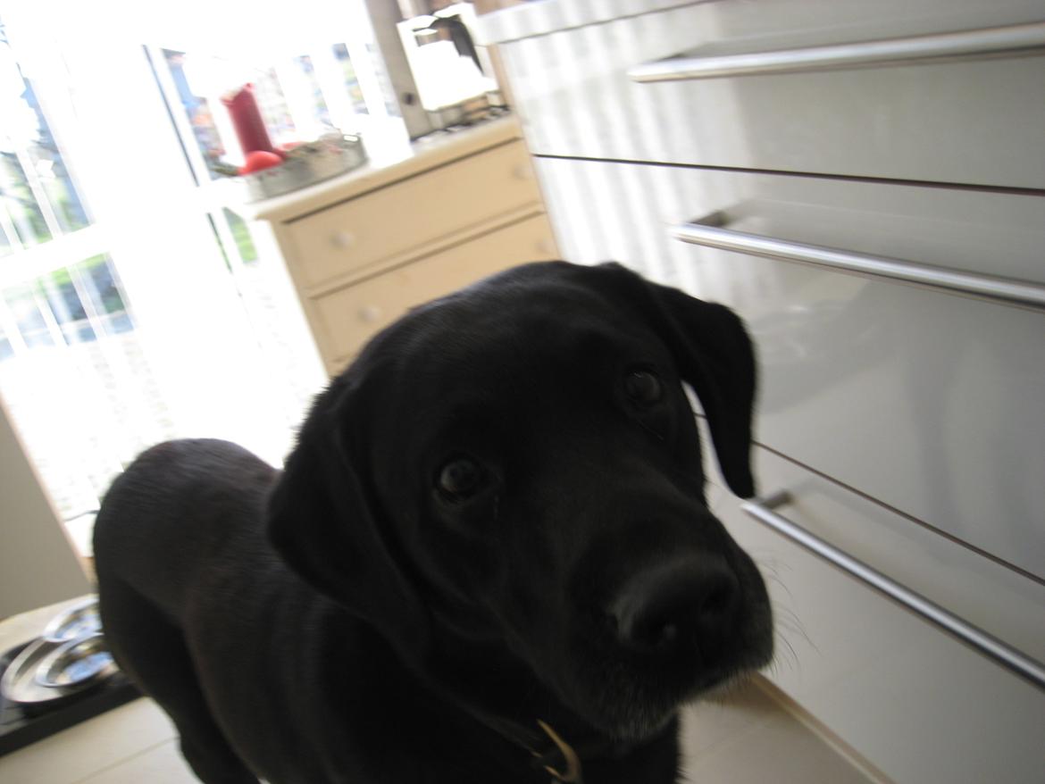 Labrador retriever Zorba! <3 billede 6