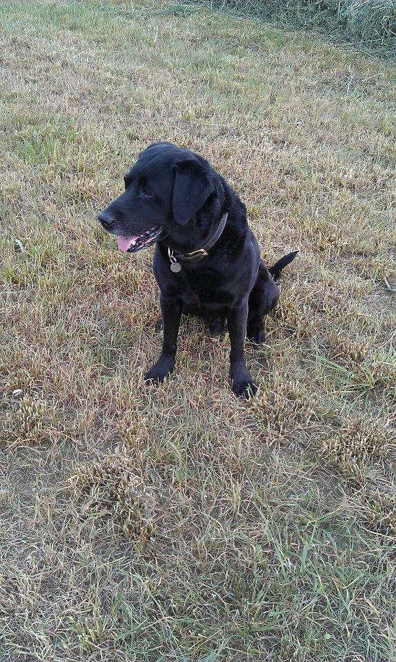 Labrador retriever Zorba! <3 billede 7