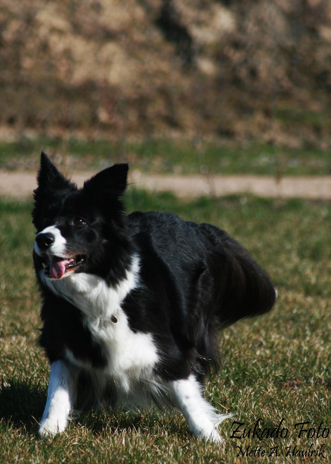 Border collie Solfari´s Holly <3 billede 3