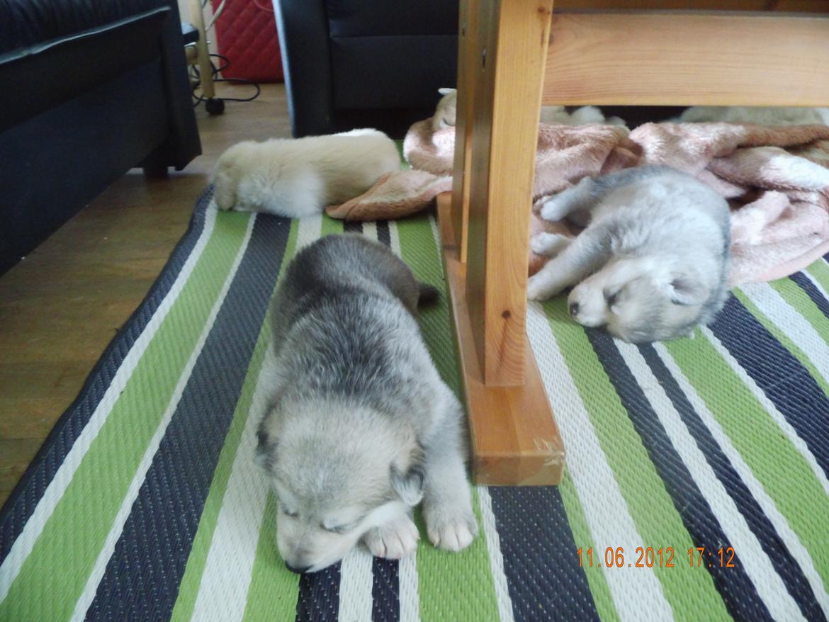 Blanding af racer Dina billede 2