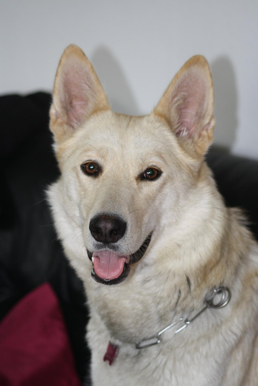 Blanding af racer Dina billede 1