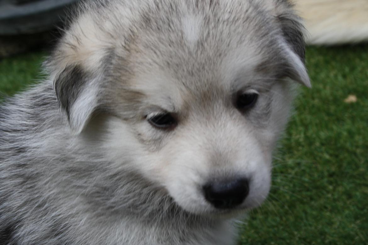 Blanding af racer Dina billede 3