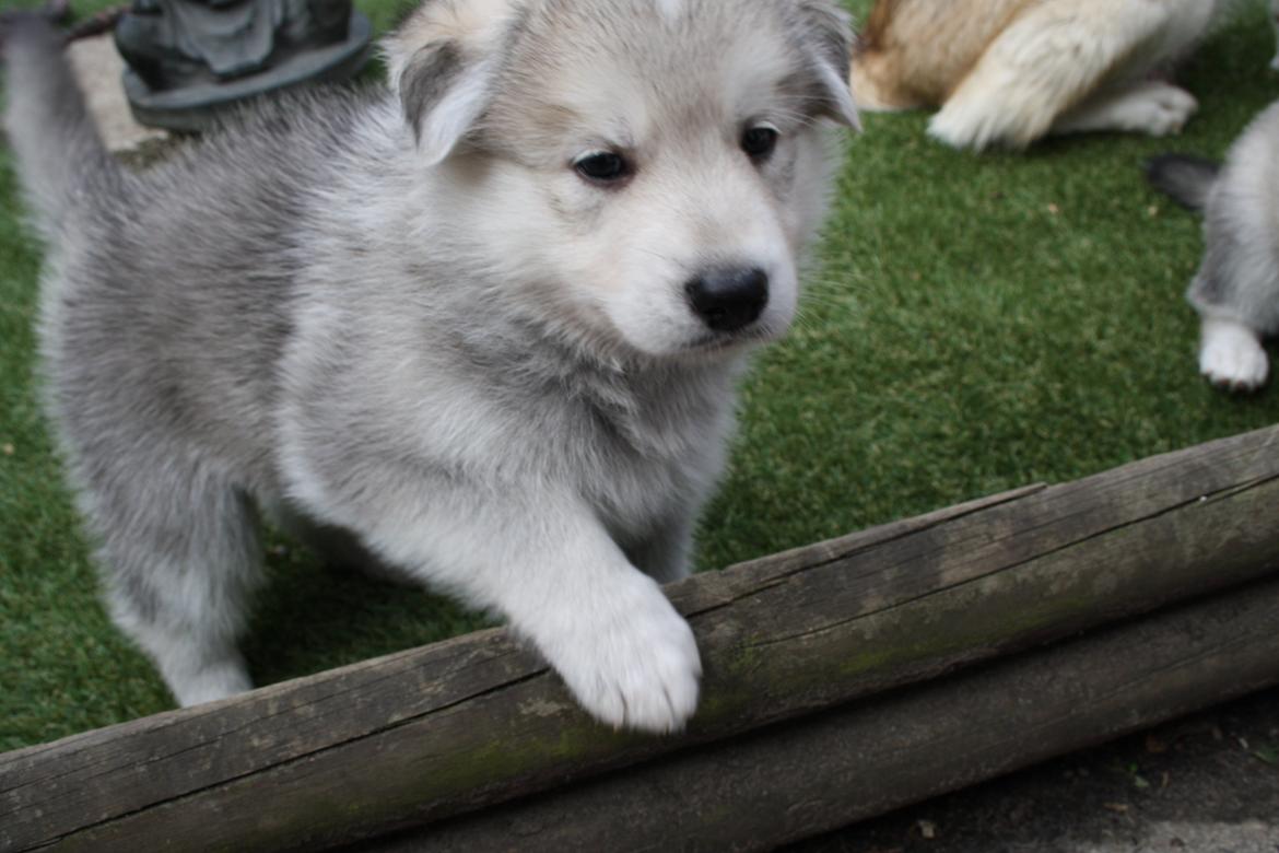 Blanding af racer Dina billede 4