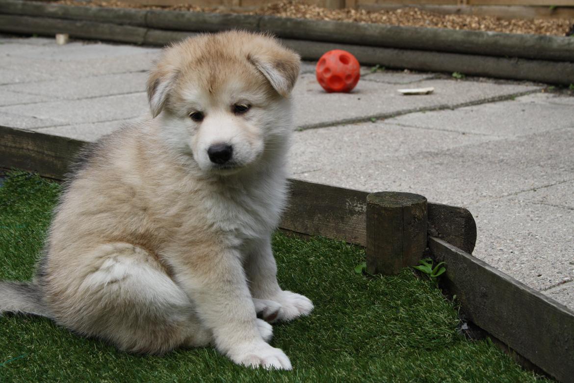 Blanding af racer Dina billede 5