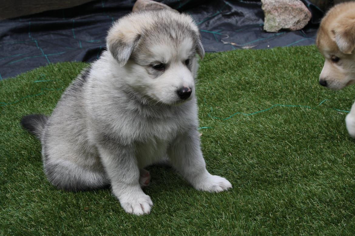 Blanding af racer Dina billede 6