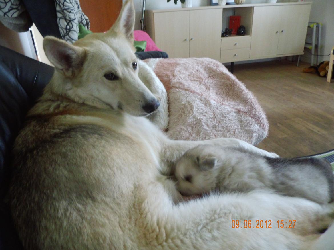 Blanding af racer Dina billede 8