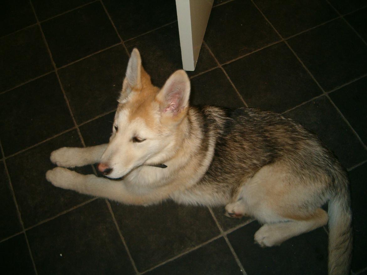 Blanding af racer Dina billede 9