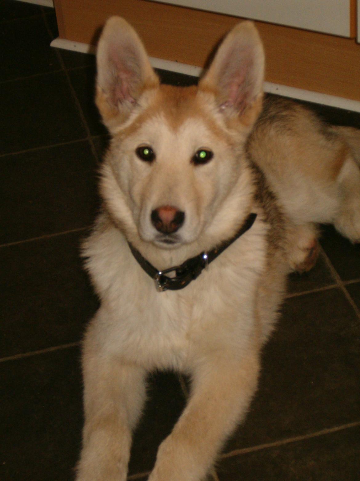 Blanding af racer Dina billede 10