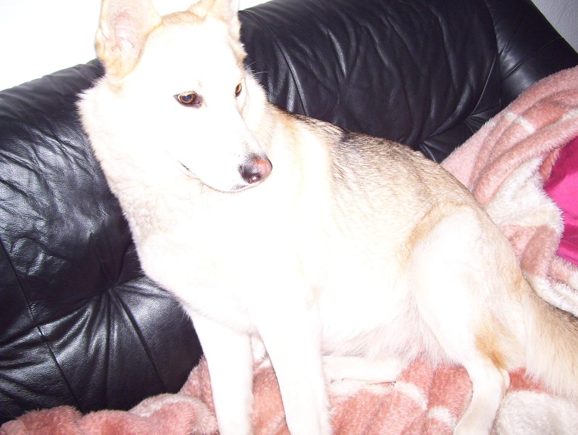 Blanding af racer Dina billede 11