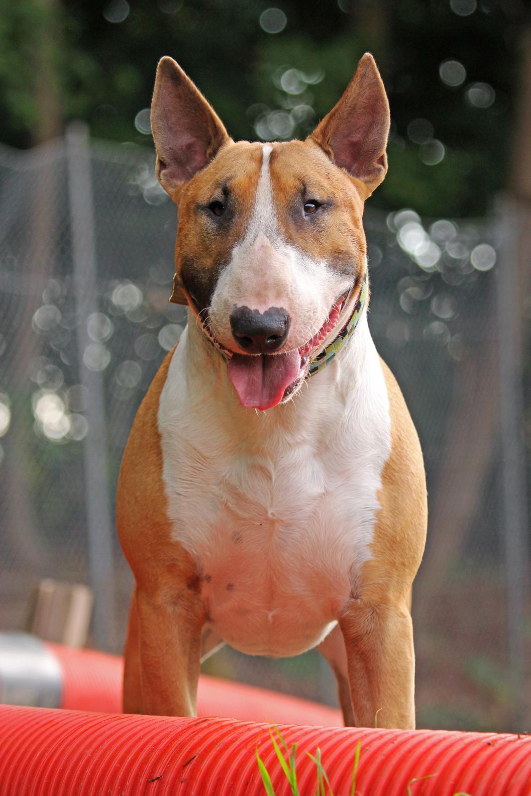 Bullterrier Cirkus - Cirkus, 18 måneder billede 2