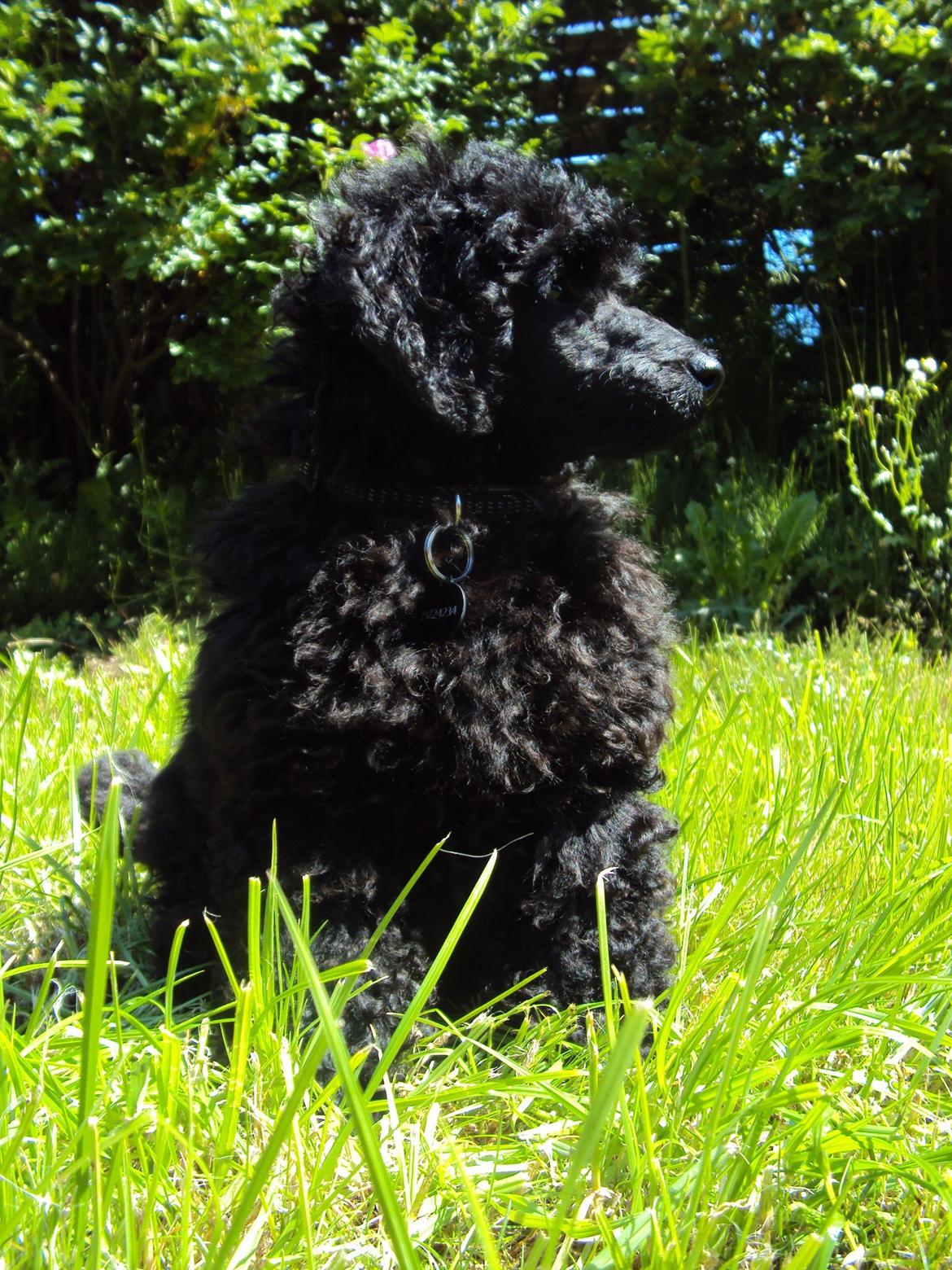 Dværgpuddel Preben billede 1