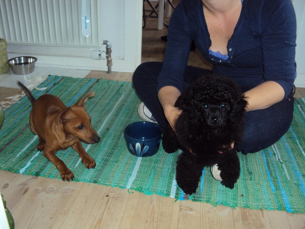 Dværgpuddel Preben billede 2