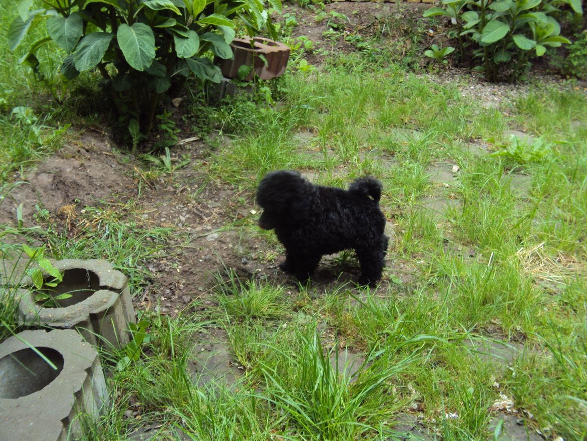 Dværgpuddel Preben billede 3