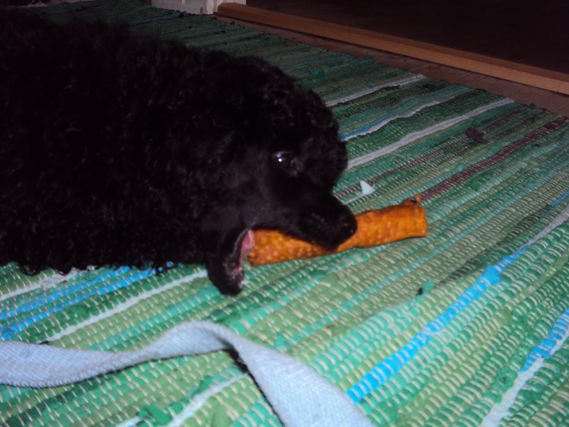 Dværgpuddel Preben billede 4