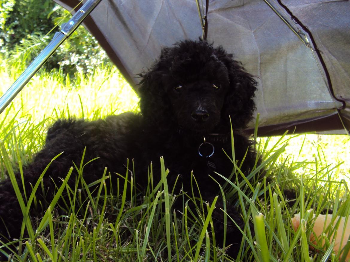 Dværgpuddel Preben billede 5