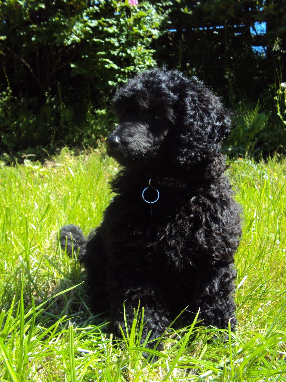 Dværgpuddel Preben billede 6