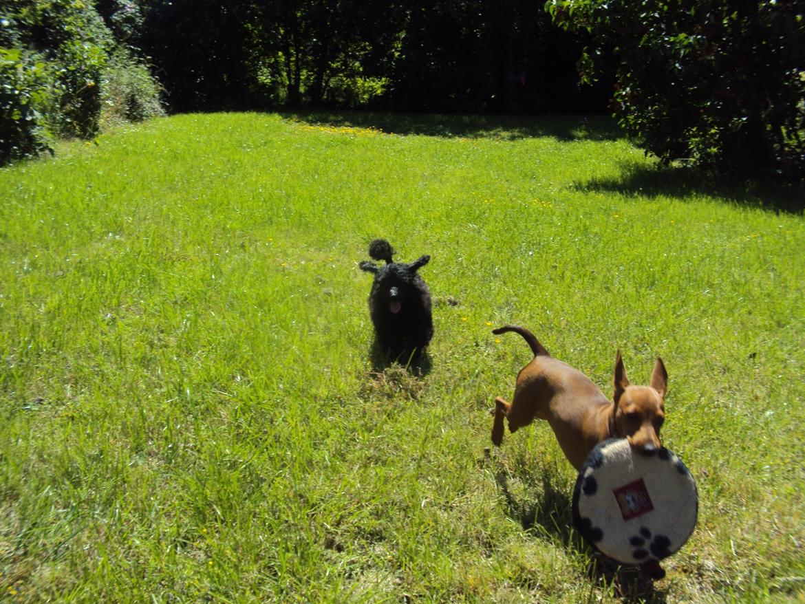 Dværgpuddel Preben billede 7