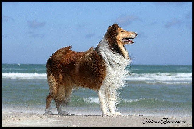 Collie langhåret Lassies American Fellow (Himmelhund) - Fotograf Helene Bennedsen billede 17