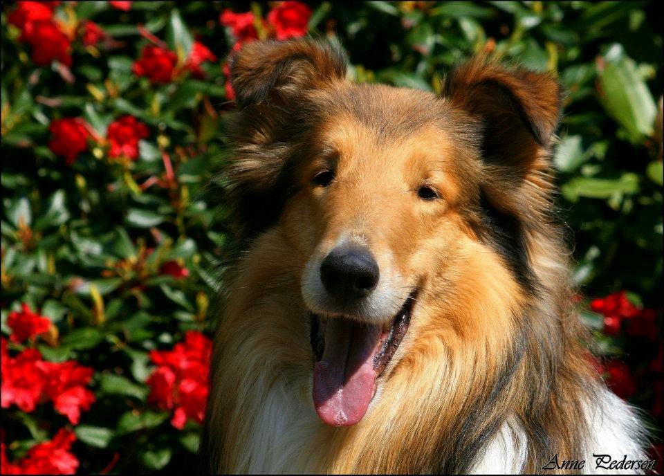 Collie langhåret Lassies American Fellow (Himmelhund) - Fotograf: Anne Sigrid Svarre billede 18