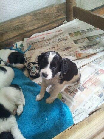 Blanding af racer Lilo billede 7